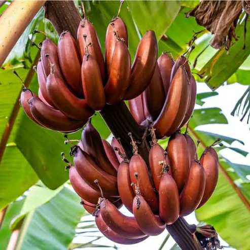 Red Banana Fruit Plants For Home & Gardening - Agro Nursery