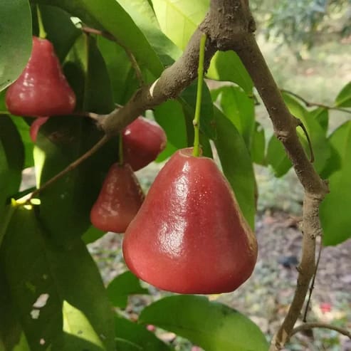 Red Water Apple Fruit Plants For Home & Gardening - Agro Nursery