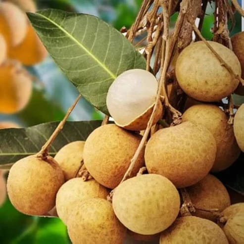 4 Season Longan Fruit Plants For Home & Gardening - Agro Nursery