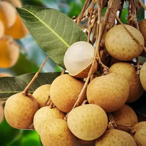 4 Season Longan Fruit Plants For Home & Gardening - Agro Nursery