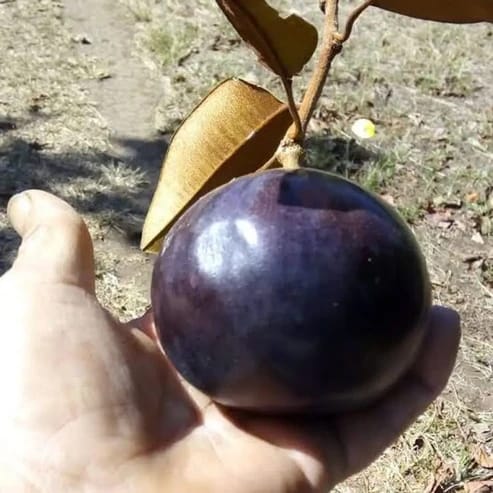 Milk Fruit Plant For Home & Gardening - Agro Nursery