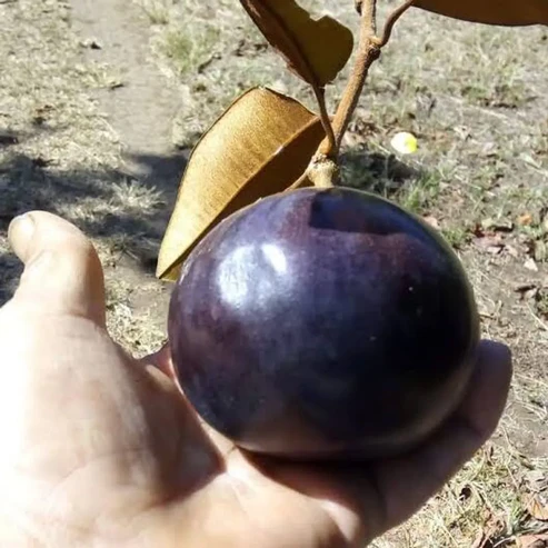 Milk Fruit Plant For Home & Gardening - Agro Nursery