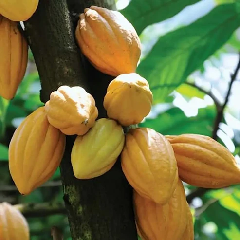 Cocoa Fruit Plant For Home & Gardening - Agro Nursery
