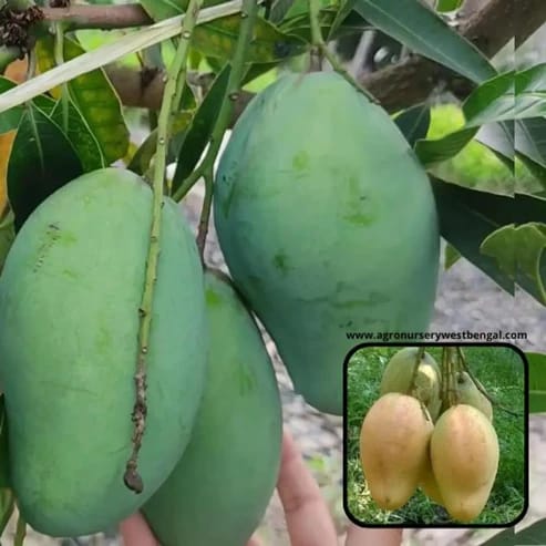 Bari 11 Mango Plants For Home & Gardening - Agro Nursery