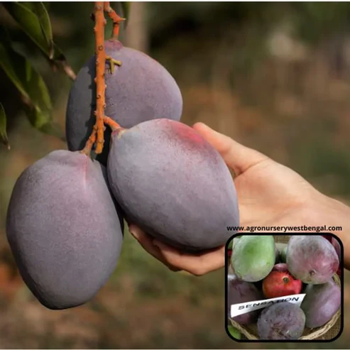 Sensation Mango Plants For Home & Gardening - Agro Nursery