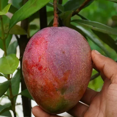Tommy Atkins Mango Plants For Home & Gardening - Agro Nursery
