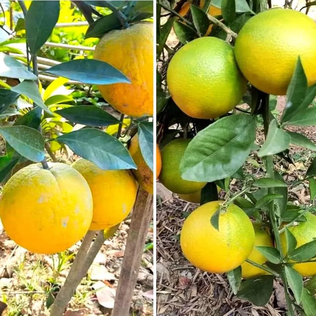 Yellow Malta Fruit Plants For Home & Gardening - Agro Nursery