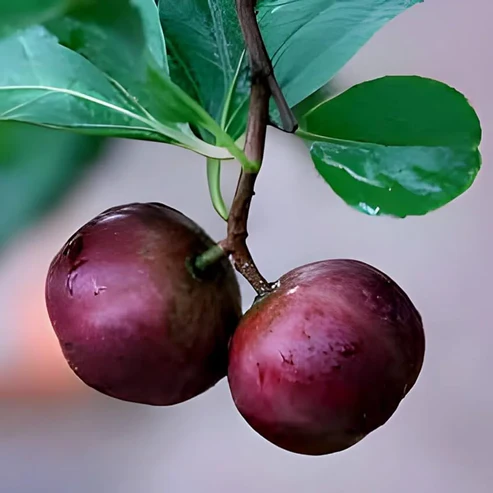 Tennis Ball Cherry Fruit Plants For Home & Gardening - Agro Nursery