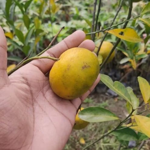 Chinese Orange Fruit Plants For Home & Gardening - Agro Nursery