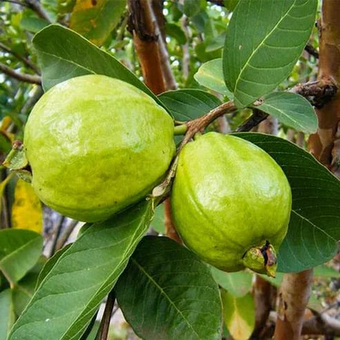 L49 Guava Fruit Plant For Home & Gardening - Agro Nursery