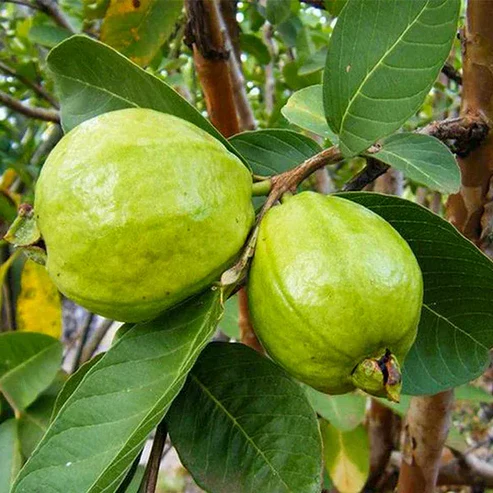 L49 Guava Fruit Plant For Home & Gardening - Agro Nursery