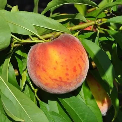 Peace Fruit Plants For Home & Gardening - Agro Nursery