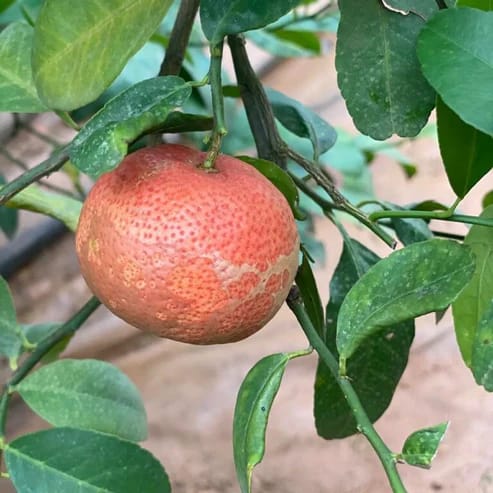 Red Patti Lemon Fruit Plants For Home & Gardening - Agro Nursery