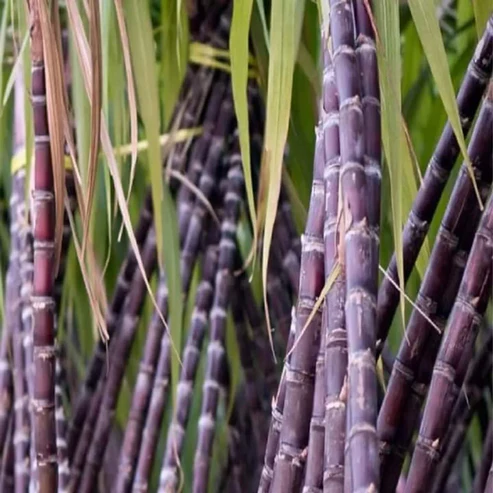 Philippine Sugarcane Plant For Home & Gardening - Agro Nursery