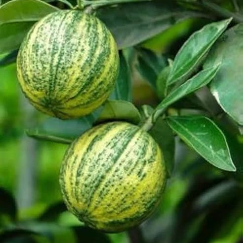 Variegated Malta Fruit Plants For Home & Gardening - Agro Nursery