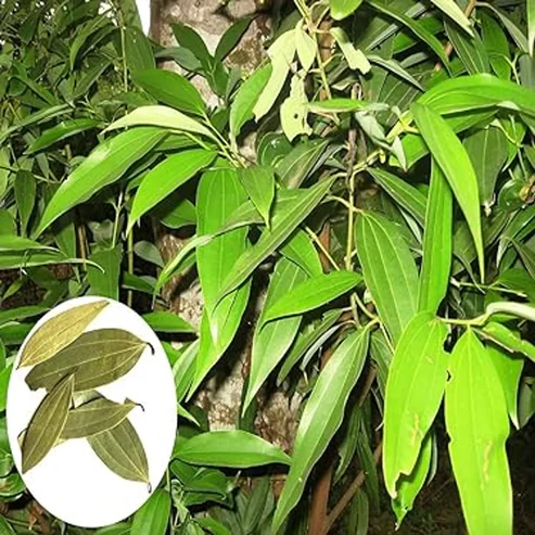 Tejpatta Plants For Home & Gardening - Agro Nursery