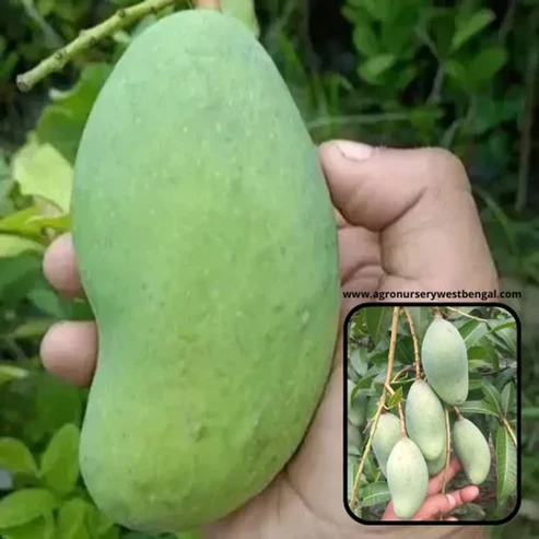 Thai All Time Mango Plants For Home & Gardening - Agro Nursery