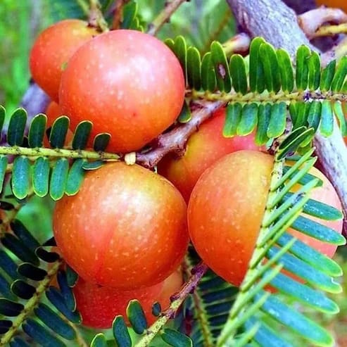 Red Amla Fruit Plants For Home & Gardening - Agro Nursery