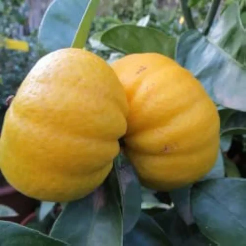 Pumpkin Lemon Fruit Plants For Home & Gardening - Agro Nursery