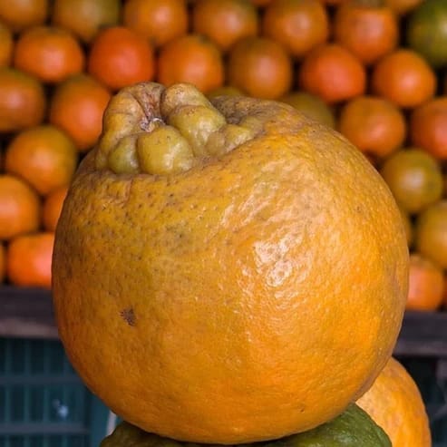 Nagpur Orange Fruit Plants For Home & Gardening - Agro Nursery