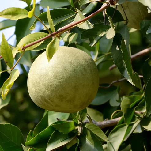 Thai Bel Fruit Plants For Home & Gardening - Agro Nursery