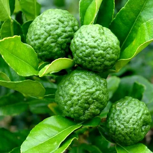 Kaffir Lime Fruit Plants For Home & Gardening - Agro Nursery
