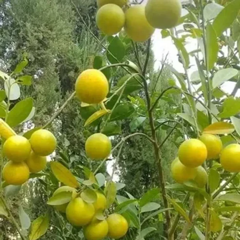 Pakistani Patti Lemon Fruit Plants For Home & Gardening - Agro Nursery