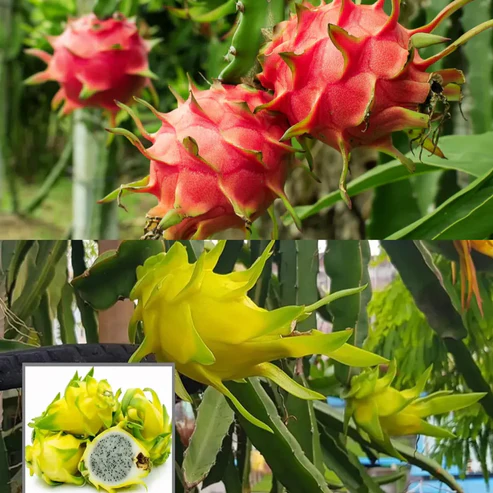 Pack of 2 plants Red and yellow Dragon fruit plant - Agro Nursery