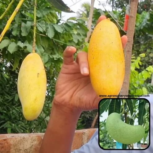 Honeydew Mango Plants For Home & Gardening - Agro Nursery