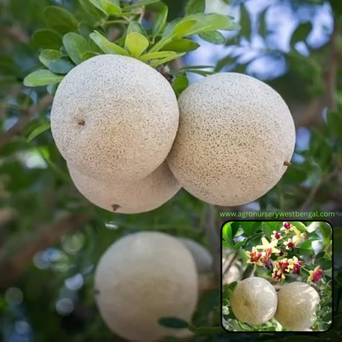 Thai Wood Apple Plants For Home & Gardening - Agro Nursery