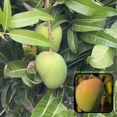 Alphonso Mango Plants For Home & Gardening - Agro Nursery