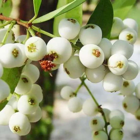 Cat Eye Berry Fruit Plant For Home & Gardening - Agro Nursery