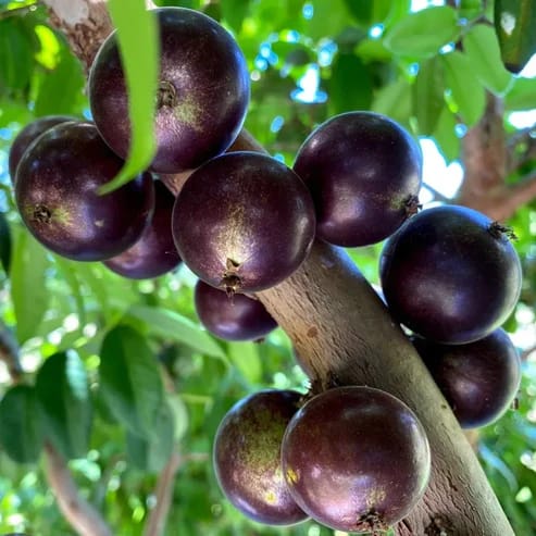 Jaboticaba Fruit Plant For Home & Gardening - Agro Nursery