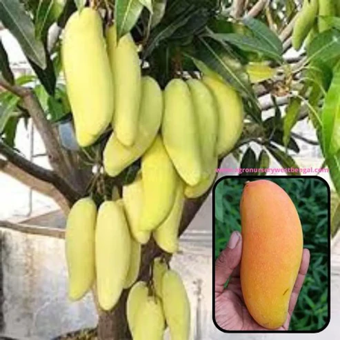 Thai Banana Mango Plants For Home & Gardening - Agro Nursery