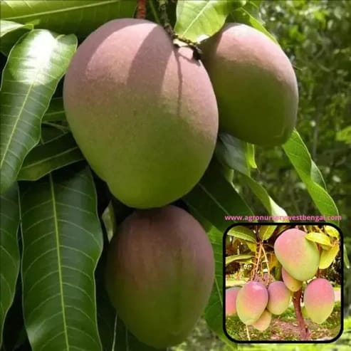 American Kent Mango Plants For Home & Gardening - Agro Nursery