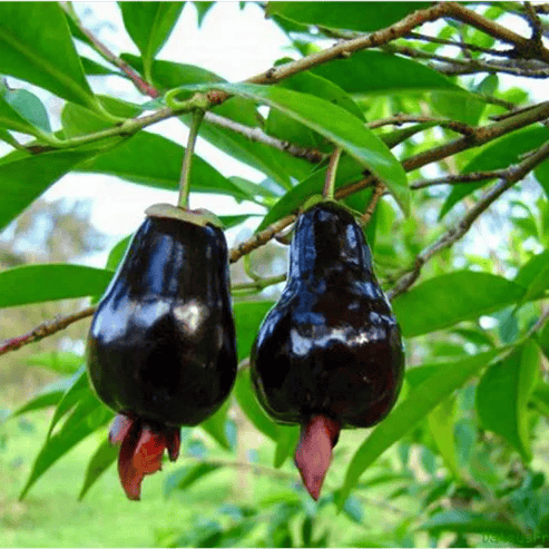 Rio Grand Cherry Fruit Plant For Home & Gardening - Agro Nursery