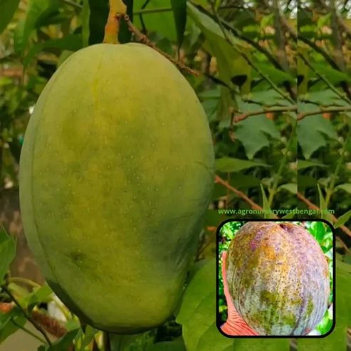 4 kg Mango Plants For Home & Gardening - Agro Nursery