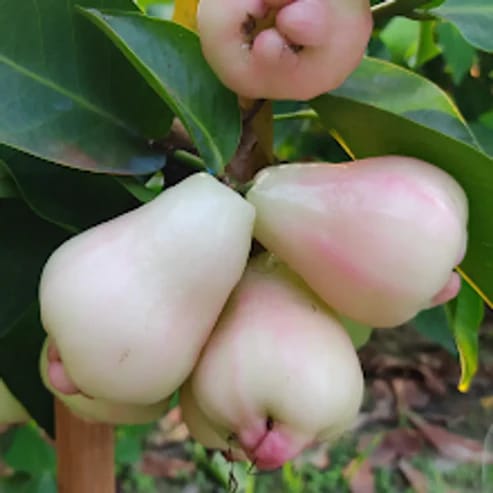 White Missile Water Apple Fruit Plant For Home & Gardening - Agro Nursery