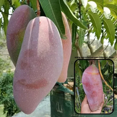 Thai Red Ivory Mango Plants For Home & Gardening - Agro Nursery
