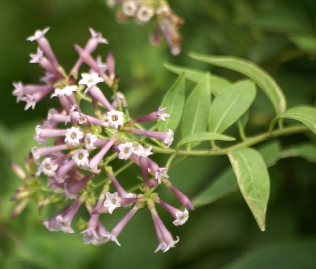 Purple Cestrum Flower Plant