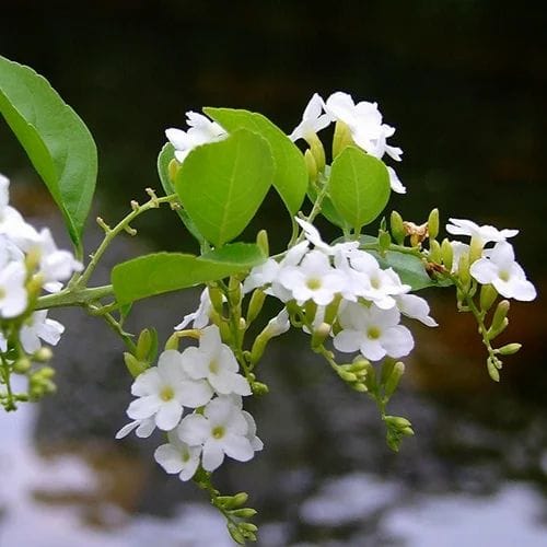 Duranta Erecta White Flower Plant - Golden Dewdrop Plant