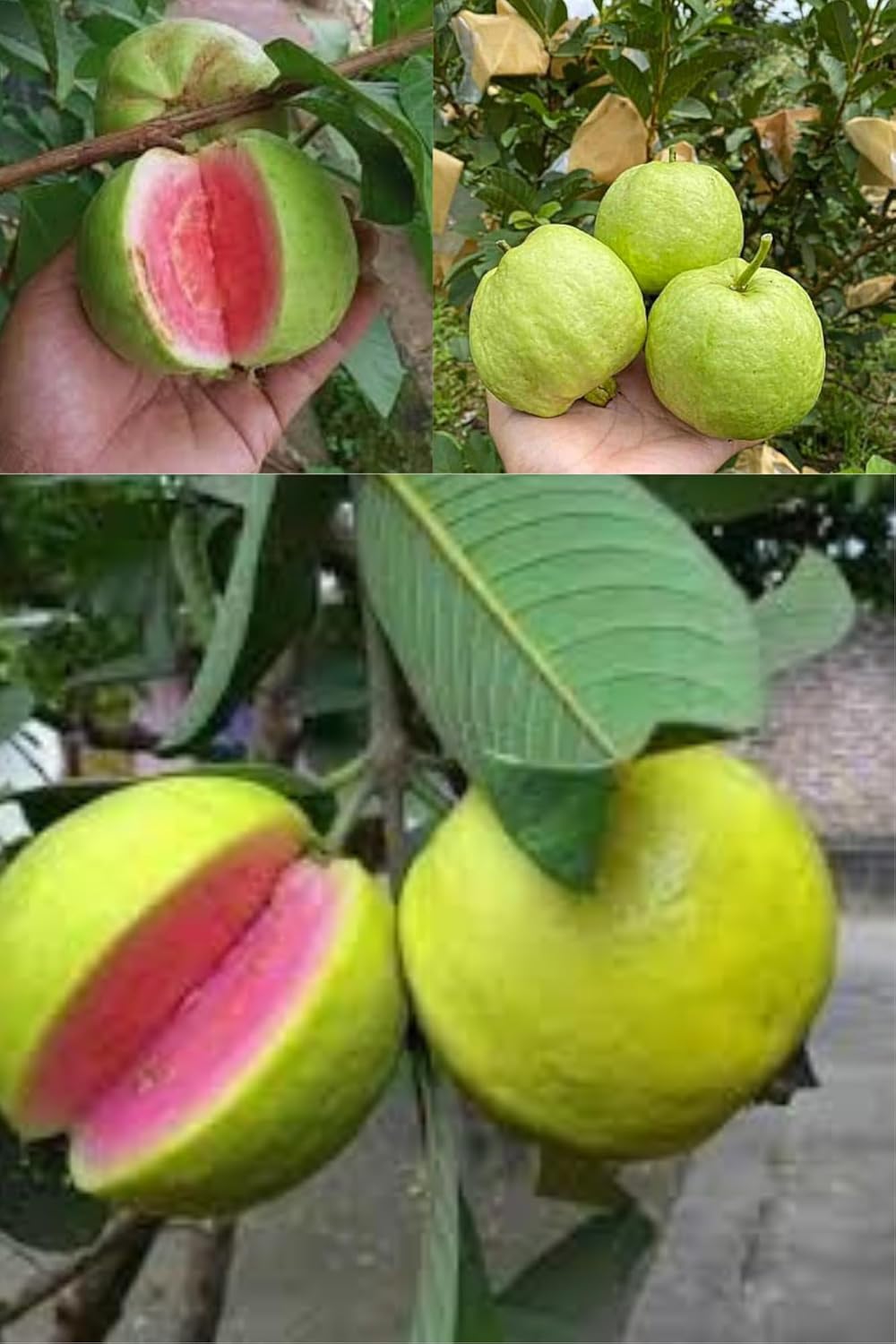 Pink Lalit Lalitha Guava Amrood Layering/Grafted Fruit  Plant (Height 1.5-2 Feet) Fruit After 1Year, Flavor;Sweet With Mild Acidity; Rich, Pleasant Aroma, 1Healhty Plant For Home Garden