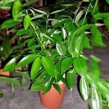 Zxxyabi " Tej Patta (Cinnamomum Tamala), Indian Bay Leaf, Tamal Patra, Malabar Leaf Spice Plant (Height 1.5-3 Feet) Hybrid Varitey (1 Healthy Plant) For Home Garden Outdoor Tree