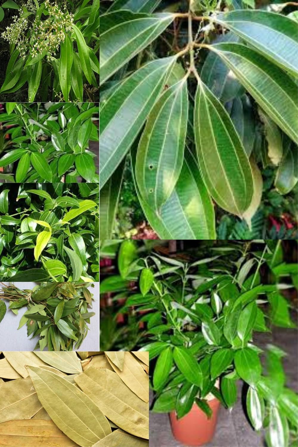 Zxxyabi " Tej Patta (Cinnamomum Tamala), Indian Bay Leaf, Tamal Patra, Malabar Leaf Spice  Plant (Height 1.5-3 Feet) Hybrid Varitey (1 Healthy  Plant) For Home Garden Outdoor  Tree