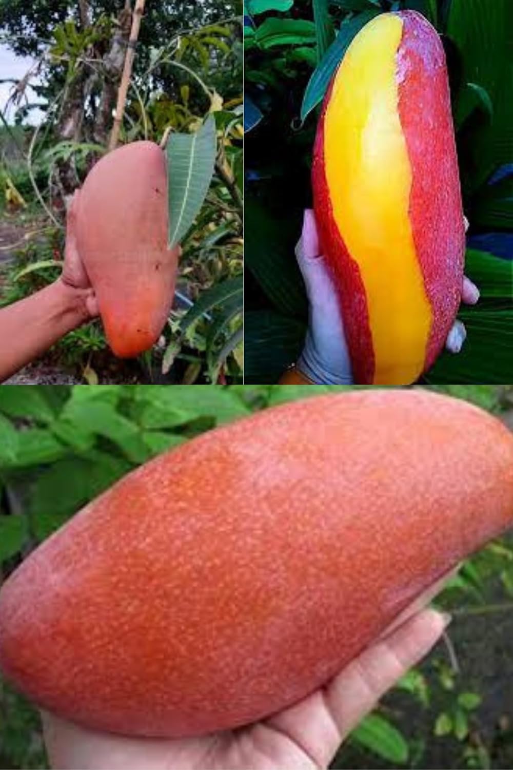Red Ivory Mango (Jingu Ivory) Aam Grafted Fruit  Plant (Height 1.5-2 Feet) Fruit Size Up To 2 Kg, Soft, Creamy, Extremely Sweet, Aromatic, And Juicy. 1 Healthy Plant For Home Garden