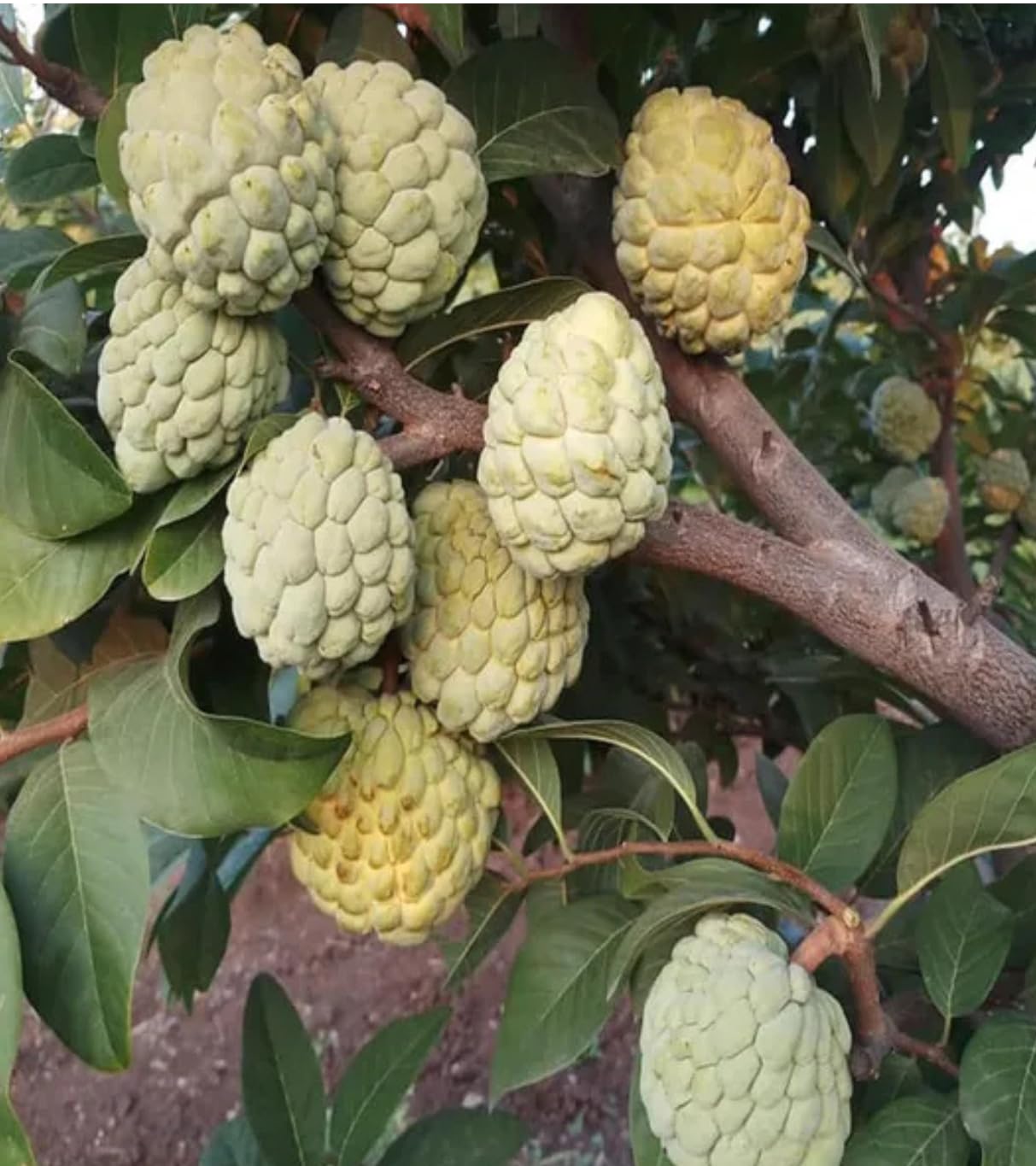 Rare Super Golden Sugar Custard Apple Grafted Fruit Plant (Height 1.5-2 Feet), Sugar Apple, Golden Sweetsop All Season Organic (1 Healthy Plant) For Home Graden Outdoor Tree