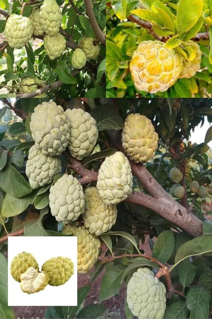 Rare Super Golden Sugar Custard Apple Grafted Fruit  Plant (Height 1.5-2 Feet), Sugar Apple, Golden Sweetsop All Season Organic (1 Healthy Plant) For Home Graden Outdoor  Tree
