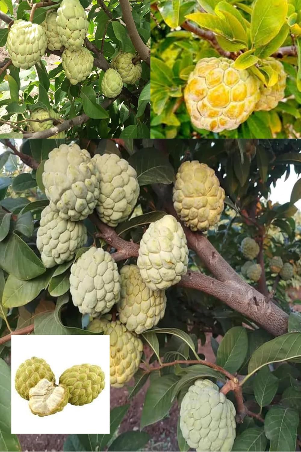 Rare Super Golden Sugar Custard Apple Grafted Fruit  Plant (Height 1.5-2 Feet), Sugar Apple, Golden Sweetsop All Season Organic (1 Healthy Plant) For Home Graden Outdoor  Tree