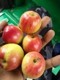 Red Sundari Apple Ber Jujibe Kul Grafted Fruit Plant (Height 1.5-2 Feetr) Fruits After 1 Year, Hybrid Variety Sweet, And Juicy Red-Skinned Fruits, 1 Healthy Fresh Plant For Home Garden