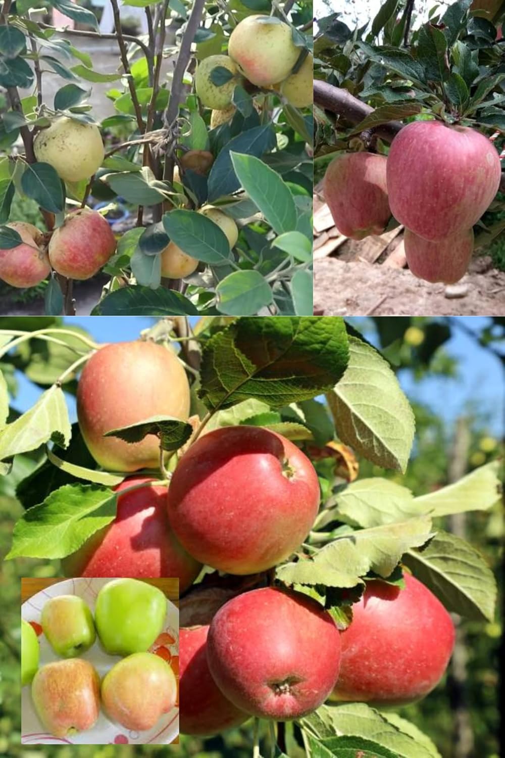 Harimon 99 Low Chill Trppical Apple Grafted Fruit  Plant (Height 1.5-2.5 Feet) Hrmn-99 Apple Fruit After 8-10 Month, Smooth Skin, Sweet Extremely Juicy Taste For Home Garden